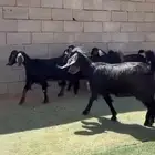جفار مشاريك مقنوي طيبه