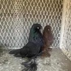 حمام لونق فيس