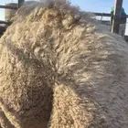 حاشي قصب طيب للبيع