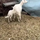 للبيع متبع حرشيه تحتها رخل روم وسلم مرويها وزود الصحة سليمه