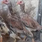 طقم شامو ياباني