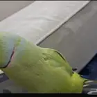 ببغاء دره بلدي ذكر محلي