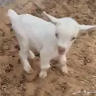 جفره (تم البيع خارج الحراج الالله يبارك لشاري و يعوض للبايع)
