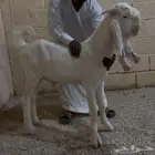 لاصحاب المطورات النوادر فقط