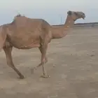 ناقه لقحه صفراء