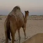 حاشي للبيع