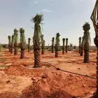 نخل للبيع بجميع انواعها