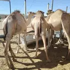برابر وتيوس وسواكن