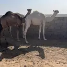 قعدان مفاريد عيال القحات