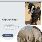 ذبايح