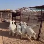 طليان حريه