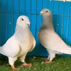 شورايزر وجاينت