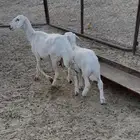 سديس عليها طلي