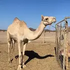 بكره ذلول اصيل ساس قوي