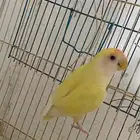 طير روز مفقود