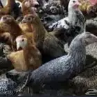 دجاج