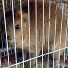 انثى وب ر نجدي ثاني او ثلاث ولده عندي