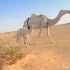 خلفه وضحا هديه وحليب