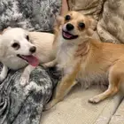 Female Chihuah Pomeranian dog for sale to the highest bidder