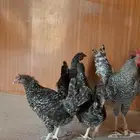 دجاج شبابي تركي