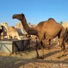 بكار للبيع