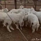 جذع حري فاخر
