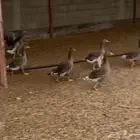 وز للبيع