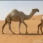 قعود باتلي اوضح كفو