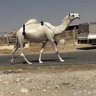 عشرا