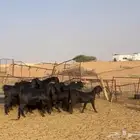 قبرصيات دلم نوادر(((تم البيع )))