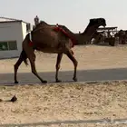 عشرا صفرا نادره