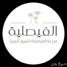 ثمار تمر للبيع (خلاص - صقعي - خضري)