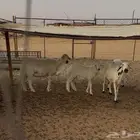 مقاني للبيع متابيع عليهن خرفان ذبايح