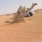 للبيع لقحه عليانية