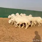 رخال حريات حرش فاخره((( تم البيع )))