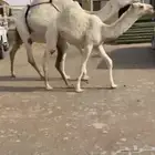 للبيع بكره وضحا باتليه كفووو