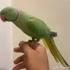 للبيع ببغاء ذكر دره اليف