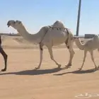 خلفه عشرا تحتها بكره وضحى كفو