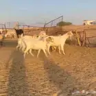 معزا هجين سانين بورقت ((( تم البيع )))