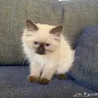 تبني هملايا صغيره انثى