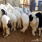 طليان سواكن