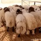 جذع نعيمي فاخر