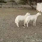 مشروع فحل حري فاخر