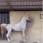 حصان واهو متاح لتشبيه لوجه الله