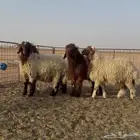 للبيع اضاحي فاااخر نعيم وحري شحم ونظافه