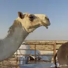 لقحه وضحى كفو