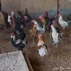 ديوك بلدي ذبح