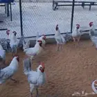 ديوك فيومي المنيوم