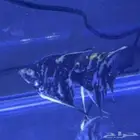 سمكة انجل  angel fish