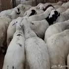 طليان سواكن